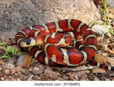 Brightly Colored Arizona Mountain Kingsnake, Lampropeltis Pyromelana, A Coral Snake Mimic, Coiled In Its Habitat