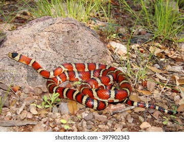 Brightly Colored Arizona Mountain Kingsnake, Lampropeltis Pyromelana, A Coral Snake Mimic, Coiled In Its Habitat