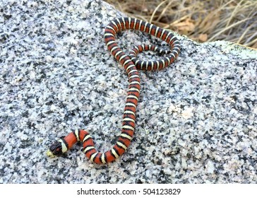 Brightly Colored Arizona Mountain Kingsnake, Lampropeltis Pyromelana, A Coral Snake Mimic, Coiled In Its Habitat