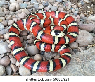 Brightly Colored Arizona Mountain Kingsnake, Lampropeltis Pyromelana, A Coral Snake Mimic, Coiled In Its Habitat