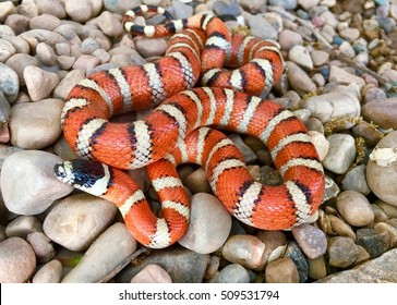 Brightly Colored Arizona Mountain Kingsnake, Lampropeltis Pyromelana, A Coral Snake Mimic, Coiled In Its Habitat