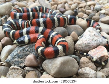 Brightly Colored Arizona Mountain Kingsnake, Lampropeltis Pyromelana, A Coral Snake Mimic, Coiled In Its Habitat