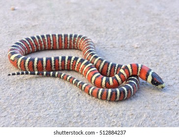 Brightly Colored Arizona Mountain Kingsnake, Lampropeltis Pyromelana, A Coral Snake Mimic