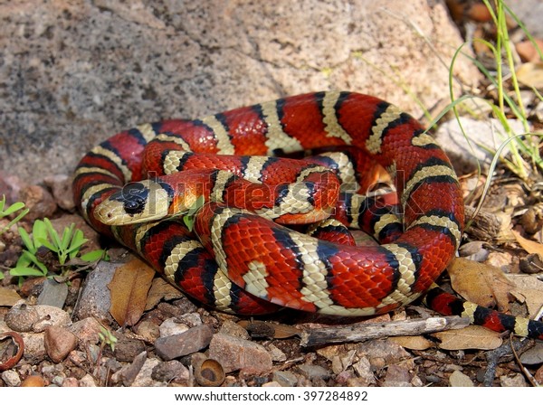 16269 Red Yellow Snake Images Stock Photos And Vectors Shutterstock