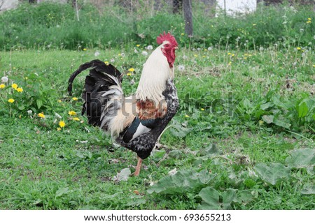 Image, Stock Photo Young cock on meadow