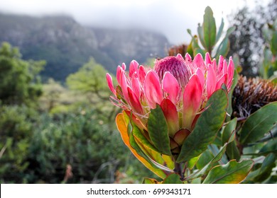 South African Flowers High Res Stock Images Shutterstock