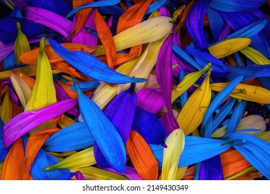 Brightly Colored Flower Daisy Pedals Piled Together