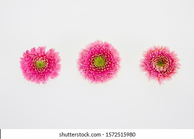 Brightly colored flowers against white background – Ảnh có sẵn
