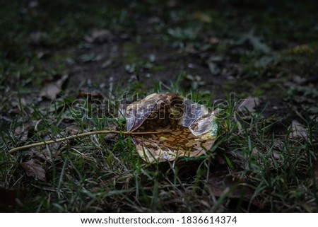 Similar – Foto Bild Ruhepol ruhig Umwelt Natur