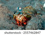 Brightly colored Peacock Mantis Shrimp (Odontodactylus scyllarus) on a tropical coral reef in Asia