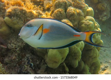 Brightly colored Red Sea coral fish. The Sohal Surgeonfish or Sohal Tang, Acanthurus sohal, is a Red Sea endemic that grows to 40 cm in the wild. Aggressive fish with blue stripes and orange spots.