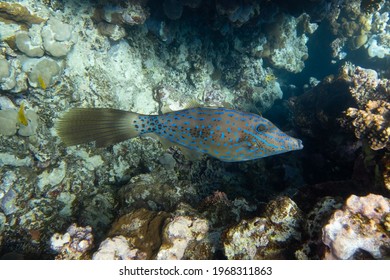 Brightly colored scrawled filefish (aluterus scriptus, scribbled leatherjacket, broomtail) swimming in tropical waters, Red Sea, Egypt. Unusual fish in blue ocean lagoon water. Underwater photo.