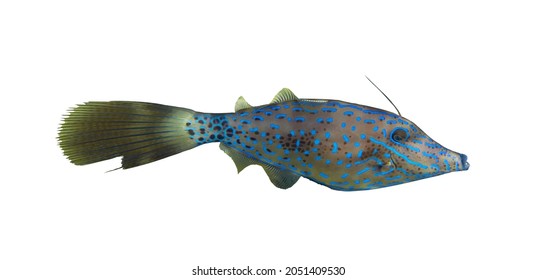 Brightly colored scrawled filefish (aluterus scriptus, scribbled leatherjacket, broomtail) isolated on a white background, Red Sea, Egypt. Unusual tropical fish6 underwater photo, cut out.