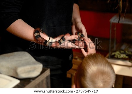 A brightly colored snake with a striped pattern on a person's hands.A child reaches out to a brightly colored king snake held by a person indoors