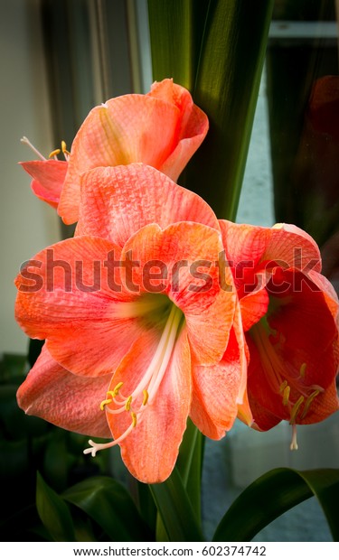 Brightly Coloured Hothouse Flowers Indoors On Stock Photo Edit Now 602374742