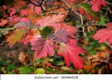 The Brightly Coloured Leaves Of The Hydrangea Quercifolia Snow Queen 'Flemygea' In Autumn