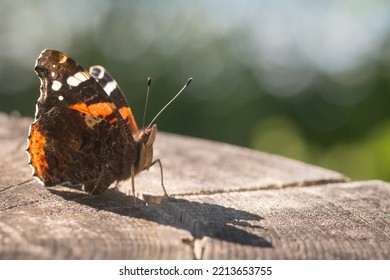 The brightly coloured red admiral butterfly (Vanessa atalanta) rests on a fence post in the sun at Westhay Moor in Somerset