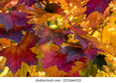 Brightly coloured red and yellow leaves of a Norway Maple tree in autumn