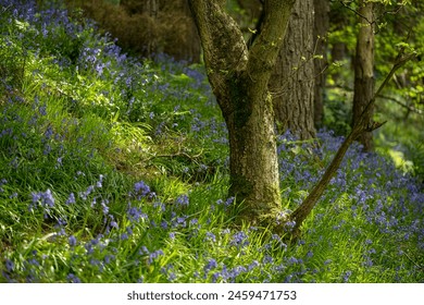 Brightly coloured sunlit purple bluebell flowers against a natural green woodland background, using a shallow depth of field. - Powered by Shutterstock