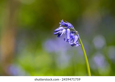 Brightly coloured sunlit purple bluebell flowers against a natural green woodland background, using a shallow depth of field. - Powered by Shutterstock