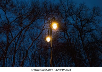 a brightly glowing lamp on a lamppost against the background of the night blue sky and black silhouettes of trees 