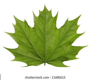 Brightly Green Maple Leaf Isolated On Stock Photo 11680615 | Shutterstock