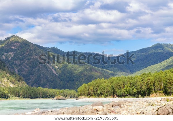 Brightly lit pebble beach, mountain river Katun,\
forest, Altai mountains and blue cloudy sky, magnificent natural\
mountain landscape.Natural scenery,selective focus. Beauty of\
mountain river Siberia