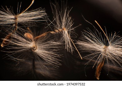 Brightly Lit Pelargonium Seeds, With Fluffy Hairs And A Spiral Body, Are Reflected In Black Perspex. Geranium Seeds That Look Like Ballerina Ballet Dancers. Motes Of Dust Shine In The Background Like