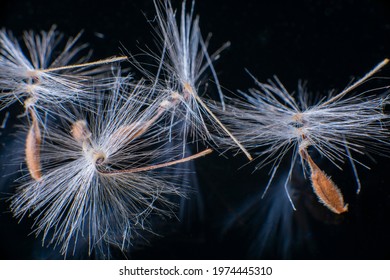 Brightly Lit Pelargonium Seeds, With Fluffy Hairs And A Spiral Body, Are Reflected In Black Perspex. Geranium Seeds That Look Like Ballerina Ballet Dancers. Motes Of Dust Shine In The Background Like