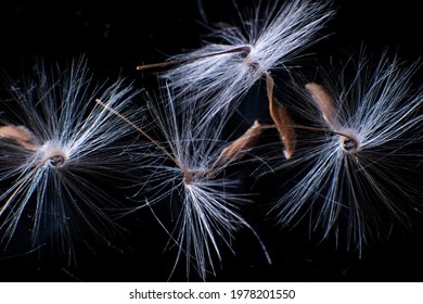 Brightly Lit Pelargonium Seeds, With Fluffy Hairs And A Spiral Body, Are Reflected In Black Perspex. Geranium Seeds That Look Like Ballerina Ballet Dancers. Motes Of Dust Shine In The Background Like