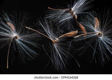 Brightly Lit Pelargonium Seeds, With Fluffy Hairs And A Spiral Body, Are Reflected In Black Perspex. Geranium Seeds That Look Like Ballerina Ballet Dancers. Motes Of Dust Shine In The Background Like