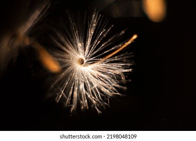 Brightly Lit Pelargonium Seeds, With Fluffy Hairs And A Spiral Body, Are Reflected In Black Perspex. Geranium Seeds That Look Like Ballerina Ballet Dancers. Motes Of Dust Shine In The Background Like