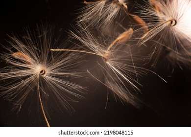 Brightly Lit Pelargonium Seeds, With Fluffy Hairs And A Spiral Body, Are Reflected In Black Perspex. Geranium Seeds That Look Like Ballerina Ballet Dancers. Motes Of Dust Shine In The Background Like