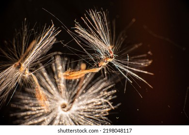 Brightly Lit Pelargonium Seeds, With Fluffy Hairs And A Spiral Body, Are Reflected In Black Perspex. Geranium Seeds That Look Like Ballerina Ballet Dancers. Motes Of Dust Shine In The Background Like