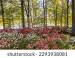 Brighton Dam azalea garden along the Patuxent River and Tridelphia reservoir is blooming with pink, white and red spring flowers in a public Maryland hardwood forest.