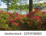 Brighton Dam azalea garden along the Patuxent River and Tridelphia reservoir is blooming with pink, white and red spring flowers in a public Maryland hardwood forest.
