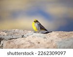 Bright-rumped yellow finch (Sicalis uropigyalis). Animal in the wild