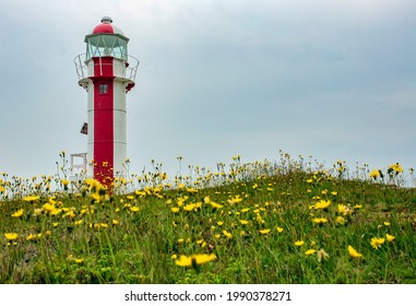 The Brigus Lighthouse in a field of yellow wildflowers. 