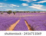 Brihuega lavender field, Guadalajara (Spain).