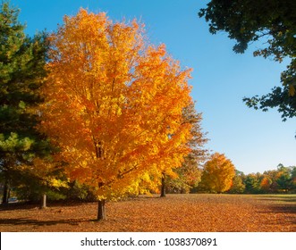 Brilliant Autumn Colors In Monmouth Battlefield State Park In Freehold NJ.