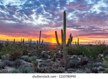 Brilliant AZ Desert Sunset With Saguaro Cactus In North Scottsdale 