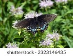 A brilliant Black Swallowtail Butterfly on a summer afternoon.