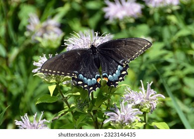 A brilliant Black Swallowtail Butterfly on a summer afternoon. - Powered by Shutterstock