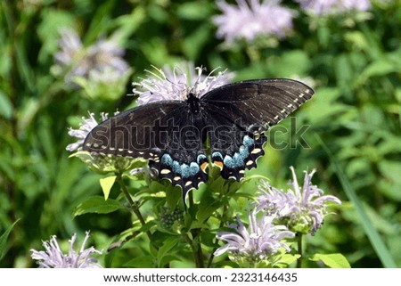 A brilliant Black Swallowtail Butterfly on a summer afternoon.