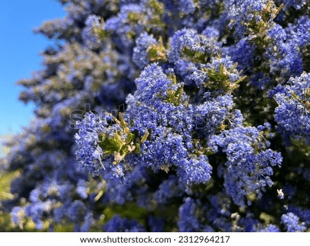 Brilliant blue flowers of Ceanothus 'Puget Blue' (Californian Lilac) against a bright blue sky
