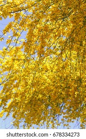 Brilliant Bright Yellow Blooming Palo Verde Tree In Tucson Arizona Close Up Isolated 