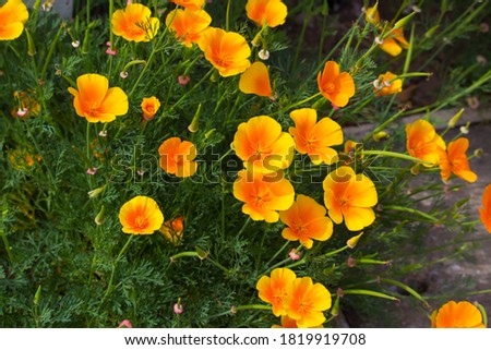 Brilliant buttercup yellow flowers of Eschscholzia californica (Californian poppy,golden poppy, California sunlight, cup of gold) a species of flowering plant in  family Papaveraceae are cheerful.
