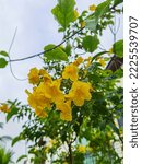 brilliant clusters of bright yellow  trumpet-shaped flowers. 