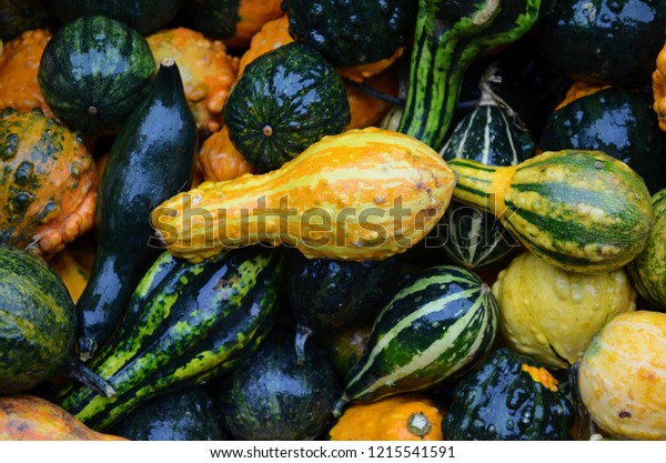 Brilliant Colored Bulk Decorative Fall Autumn Stock Photo Edit