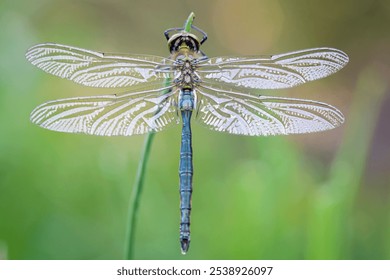 A Brilliant Emerald dragonfly (Somatochlora metallica) resting on a plant, sunny day in summer